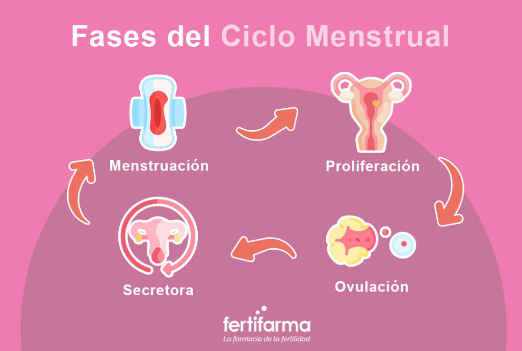 fases del ciclo menstrual