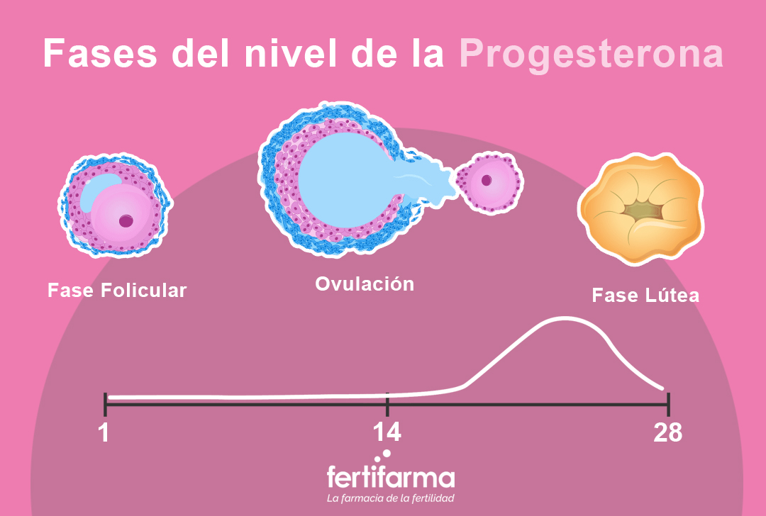 fases del nivel de la progesterona