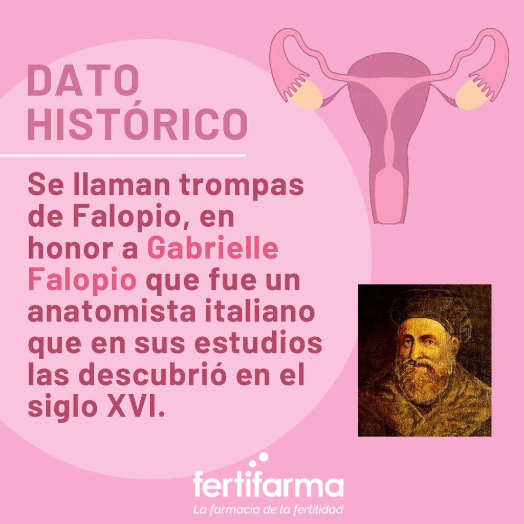 se llaman trompas de Falopio en honor a Gabrielle Falopio que fue un anatomista italiano que en sus estudios las descubrió en el siglo XVI