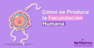 Cómo se produce la fecundación humana